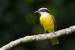 Great Kiskadee